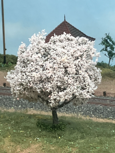 Apfelbaum Frühling