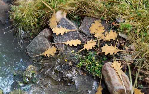 Eiche - trockene Blätter