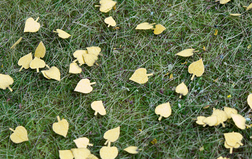 Linde - trockene Blätter