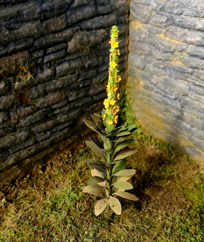 Mullein