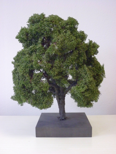 Beech 0 / (1:45+) summer